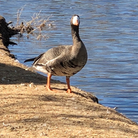 Profile Picture of Erin Kral (@eekral33) on Poshmark