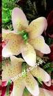 Profile Picture of   MD Salim (@user17196783)... (@user17196783) on Tiktok