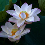 Profile Picture of %u5C0F%u5448 %u674E (@Li Jun presented) on Flickr