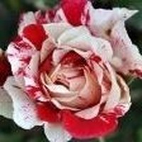 Profile Picture of Joyce Conklin (@joyce-conklin-3) on Quora