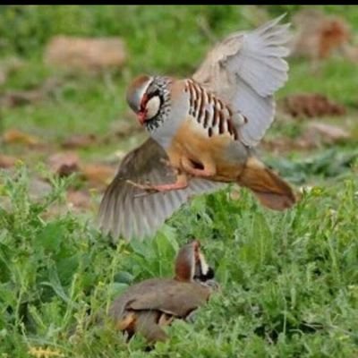 Profile Picture of MANUEL CARABALLO (@macaravi1959) on Twitter