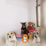 Caramelo, Nutella, Pipoca e Spaik 🐾 - Instagram Profile Picture of Caramelo, Nutella, Pipoca e Spaik 🐾 (@_3viralatas_) on Instagram