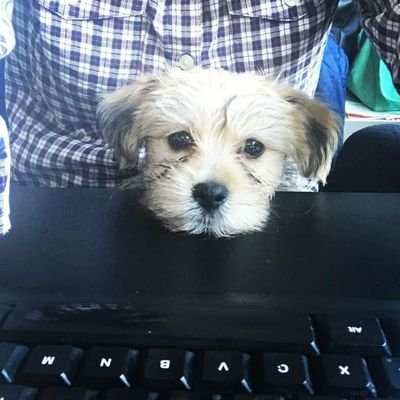 Profile Picture of Troy Vincent (@TroyJoeVincent) on Twitter