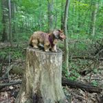 Profile Picture of Quinn Cox (@quinn.b.the.dog) on Instagram