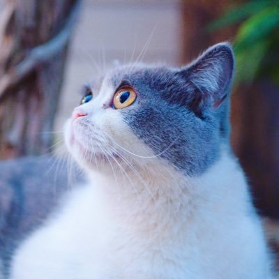 Profile Picture of JianKang (@JianKang520) on Twitter