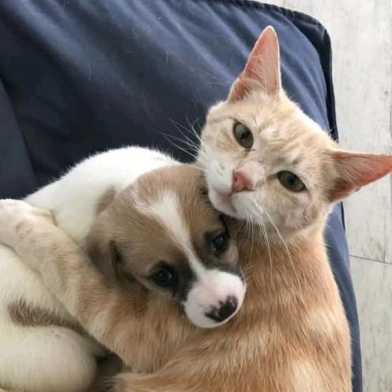 Profile Picture of Lijo Abraham (@ljmedia6) on Tiktok