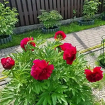 Profile Picture of Stephen Lafferty (@Stephen-Lafferty) on Facebook