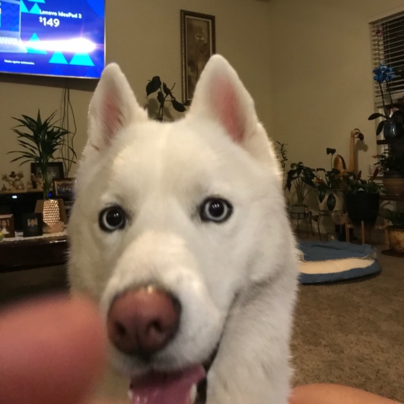 Profile Picture of Aaron Lorenzo (@aaronlorenzo) on Poshmark