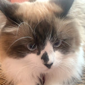 Profile Picture of Tia Roach (@tiaroach2795) on Youtube