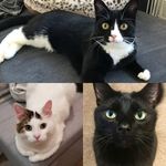 Profile Picture of Libby, Kane & Dobby (@libbyandkane) on Instagram