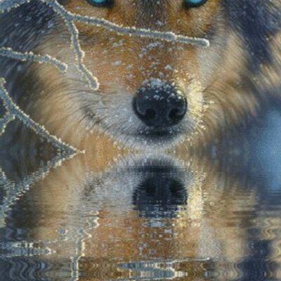 Profile Picture of Connie Donnelly (@MaMatty11) on Twitter