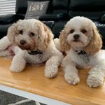 Profile Photo of Douglas & Teddy Christie (@douglasandteddy) on Instagram