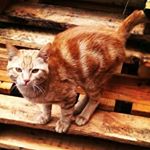 Profile Picture of john hally (@johnhally1983) on Instagram