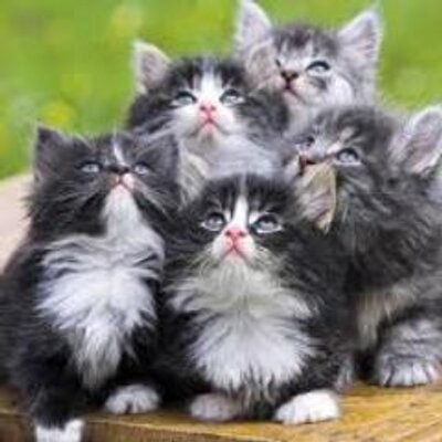 Profile Picture of Apolonia González (@A_apolonia) on Twitter