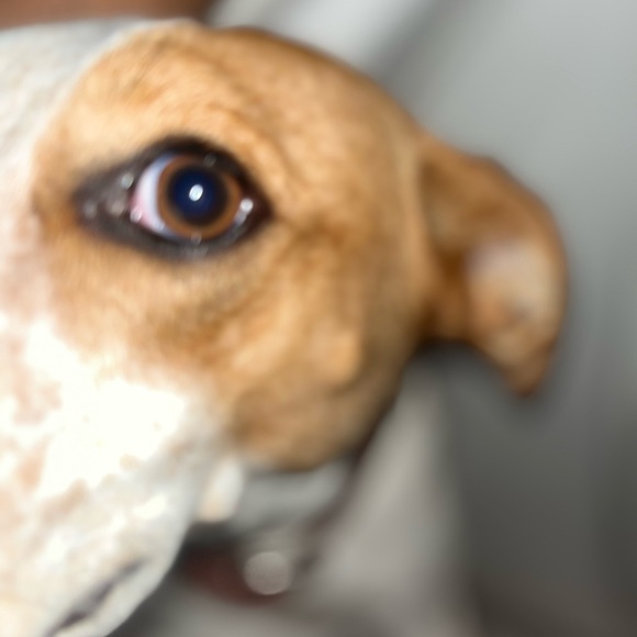 Profile Picture of Shan Ejaz (@ejaz214) on Poshmark