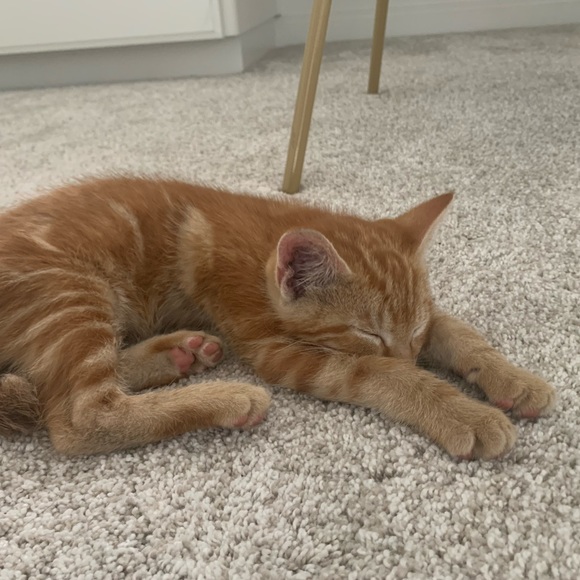 Profile Picture of Alcee Petras (@alceep) on Poshmark