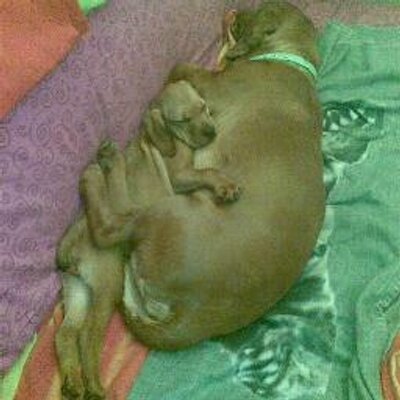 Profile Picture of Repetto Elisa (@ElisaElis54) on Twitter