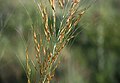 Profile Picture of Loudetia simplexon Wikipedia