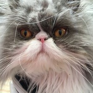 Profile Picture of Jeremy Bentham (@JeremyB44628130) on Twitter
