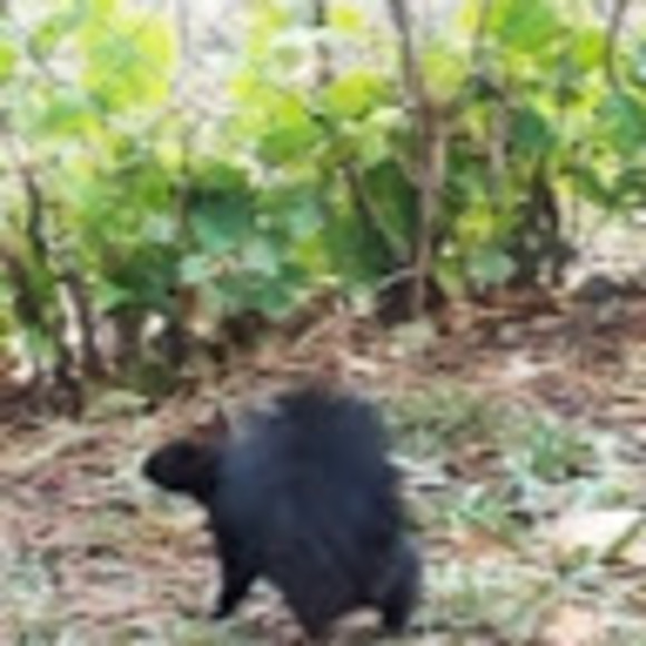 Profile Picture of Tn Nguyen (@tn_nguyen) on Poshmark