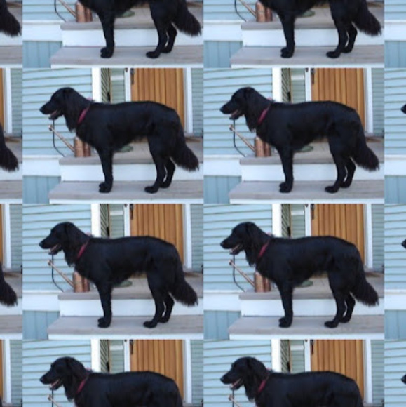 Profile Picture of Toni-ann Lupinacci (@tlupinacci) on Poshmark