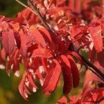 Profile Picture of Boronia (@boroniaaronsonch) on Instagram