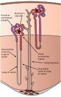 Profile Picture of Nephron - Wikipediaon Wikipedia