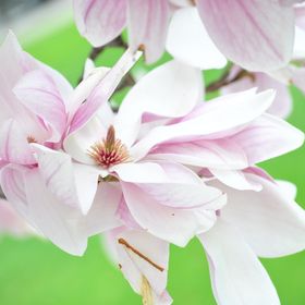 Profile Picture of Betsy Craven (@bacraven) on Pinterest