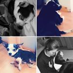 Profile Picture of buddy&princess (@buddy_princess_) on Instagram