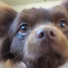 Profile Picture of Stephen Furlong (@Rogue0fVoid) on Twitter