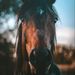 Profile Picture of Cowgirl Burgess (@LoriB9426) on Pinterest