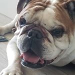 Profile Picture of Alex Takach (@thornhill_plumbing) on Instagram