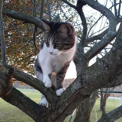 Profile Picture of Robin Pickell (@RobinPickell2) on Twitter