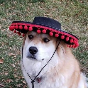 Profile Picture of Emilio! (@Emilio_Carillo1) on Twitter