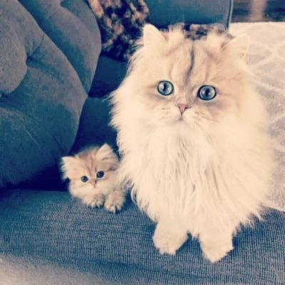 Profile Picture of John_yousef_william (@_John_Yousef) on Twitter