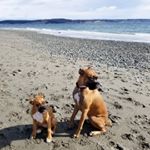 Profile Picture of Nick and Crystal  Polly (@basic_bozzy) on Instagram