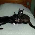 Profile Picture of Joseph Piscitello (@josephpiscitello) on Instagram