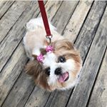 Profile Picture of Lorena Shihtzu (@lorenashihtzuoficial) on Instagram