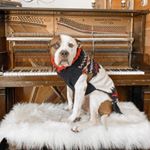Profile Picture of howard benson (@helloimhowardbenson) on Instagram