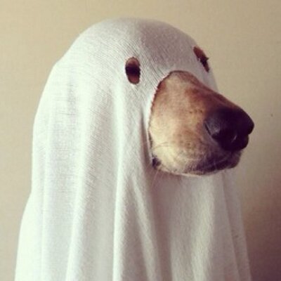 Profile Picture of Sam Shim (@samshimstudy) on Twitter
