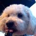 Profile Picture of Rebecca Settle (@rs8979) on Pinterest