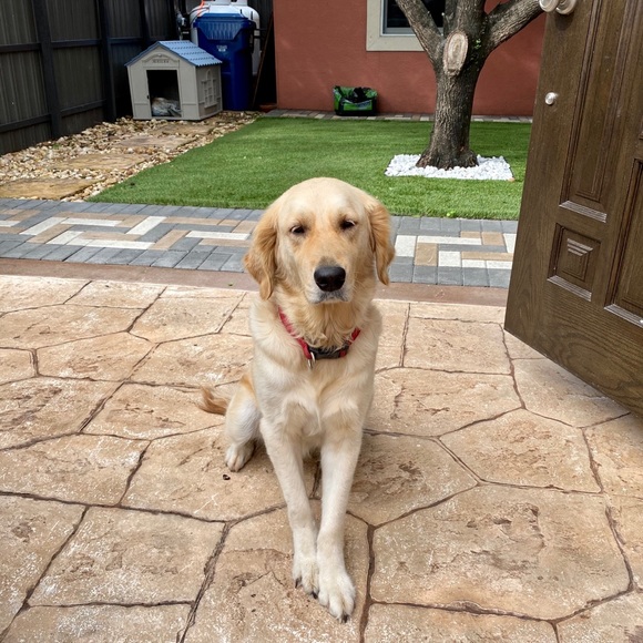 Profile Picture of Danny Iguaran (@dannyiq) on Poshmark