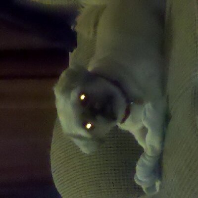 Profile Picture of Mike Vastano (@msvastano) on Twitter