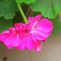 Profile Picture of Monica Brisson Arce (@monica-brisson-arce) on Quora