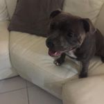 Profile Picture of Freya Kennedy (@freyathe_doglover101) on Instagram