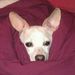 Profile Picture of Robin Raymond (@ronbob1984) on Pinterest