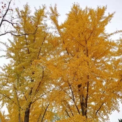 Profile Picture of Hai Fan Chang (@Haifanchang1) on Twitter