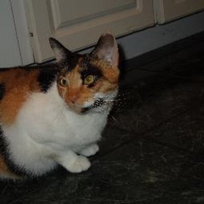 Profile Picture of Christian Hollinger (@XcoolChristianX) on Twitter