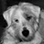 Profile Picture of J. B.  Fox (@brad fox) on Flickr