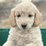 Profile Picture of Camden Wilson (@camden_the_dood) on Instagram